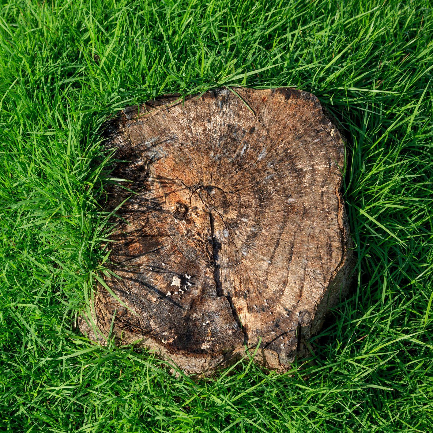 Tree Stump — Ipswich, QLD — Mr Trees Tree Stump — Ipswich, QLD — Mr Trees