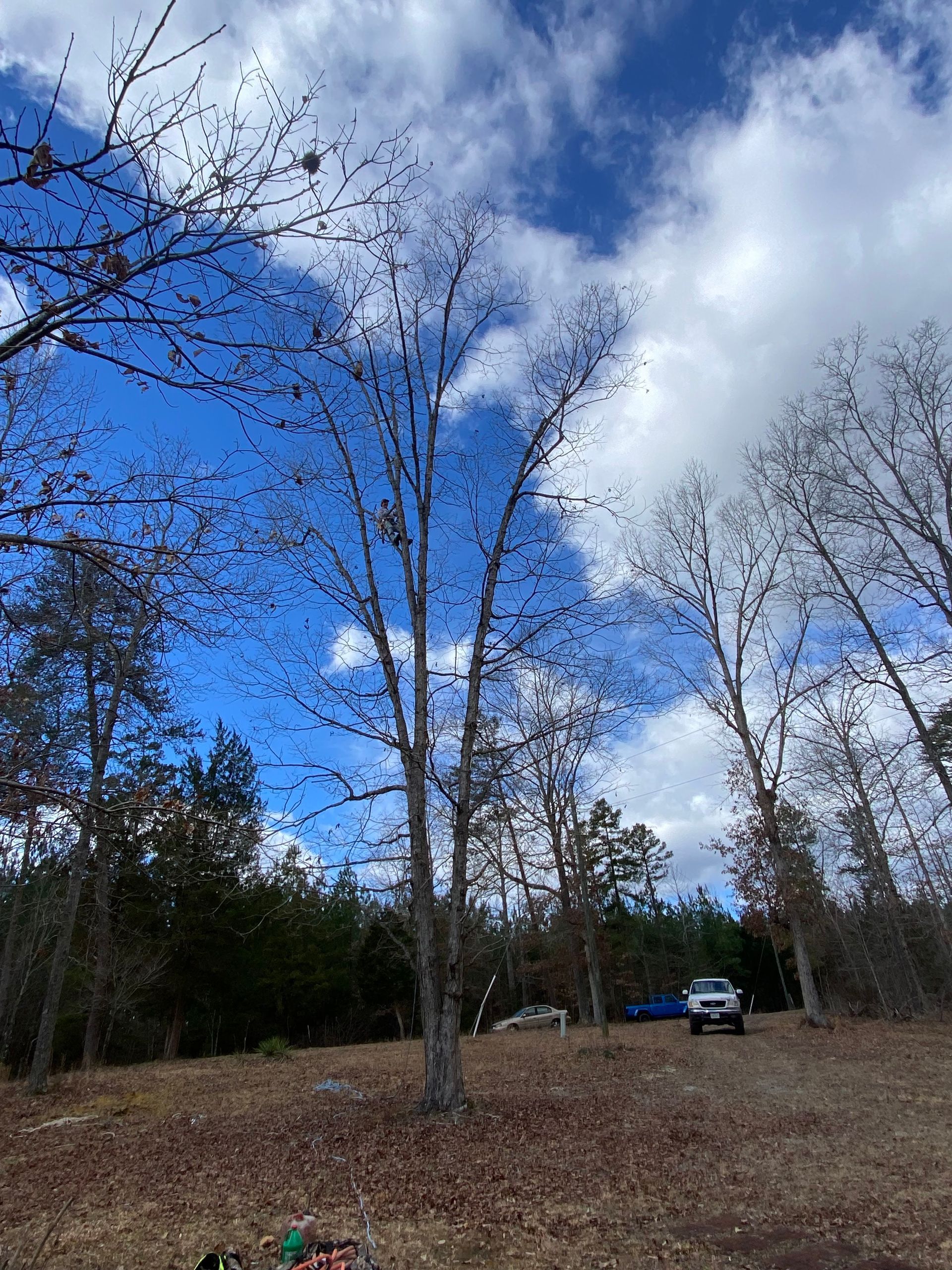 A sunny day with a vibrant blue sky and clouds above tall, bare trees in a field covered with fallen brown leaves.