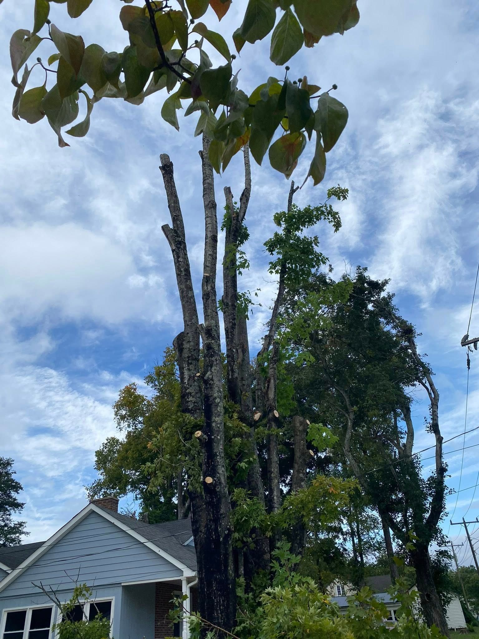 A house stands beside a tall tree with stark, bare, pruned branches reaching toward a cloudy blue sky.