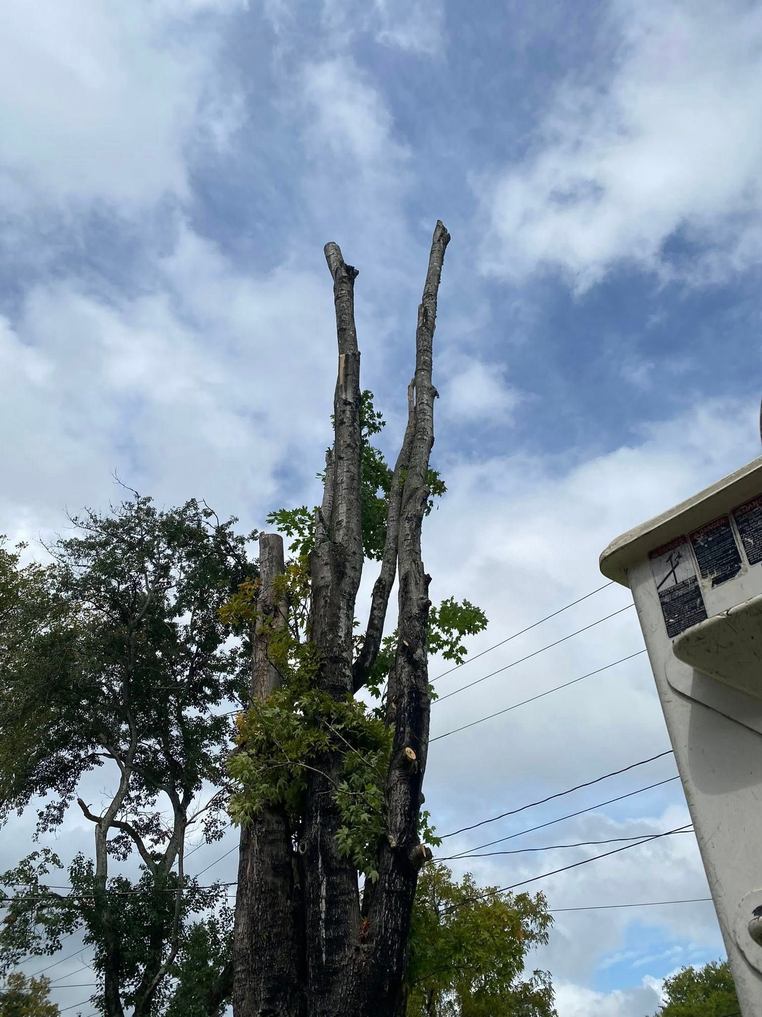 A tall, pruned tree trunk stands against a blue, cloudy sky next to the corner of a white building.
