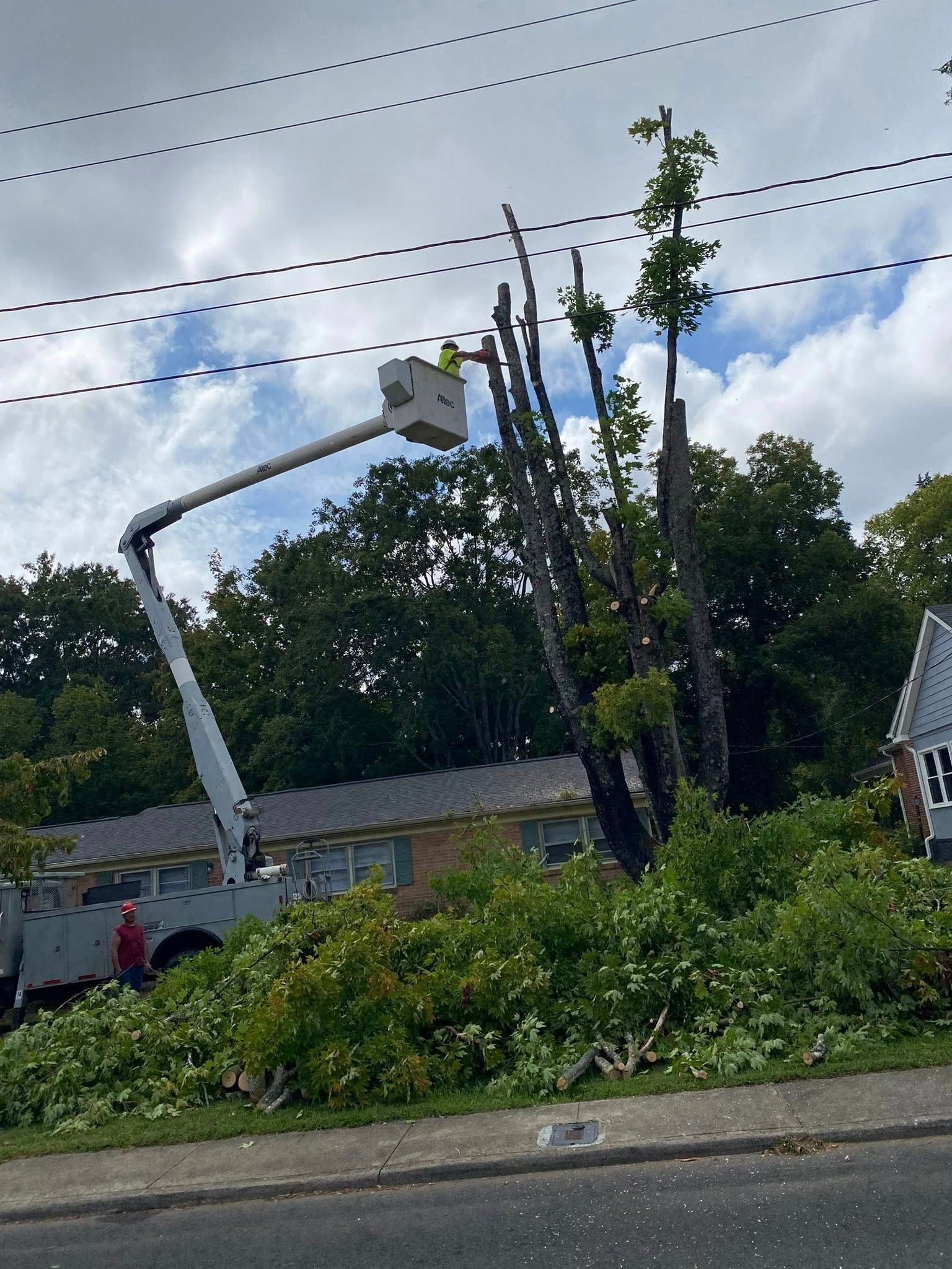 A worker in a cherry picker lifts near utility lines to prune tall trees in a residential neighborhood.