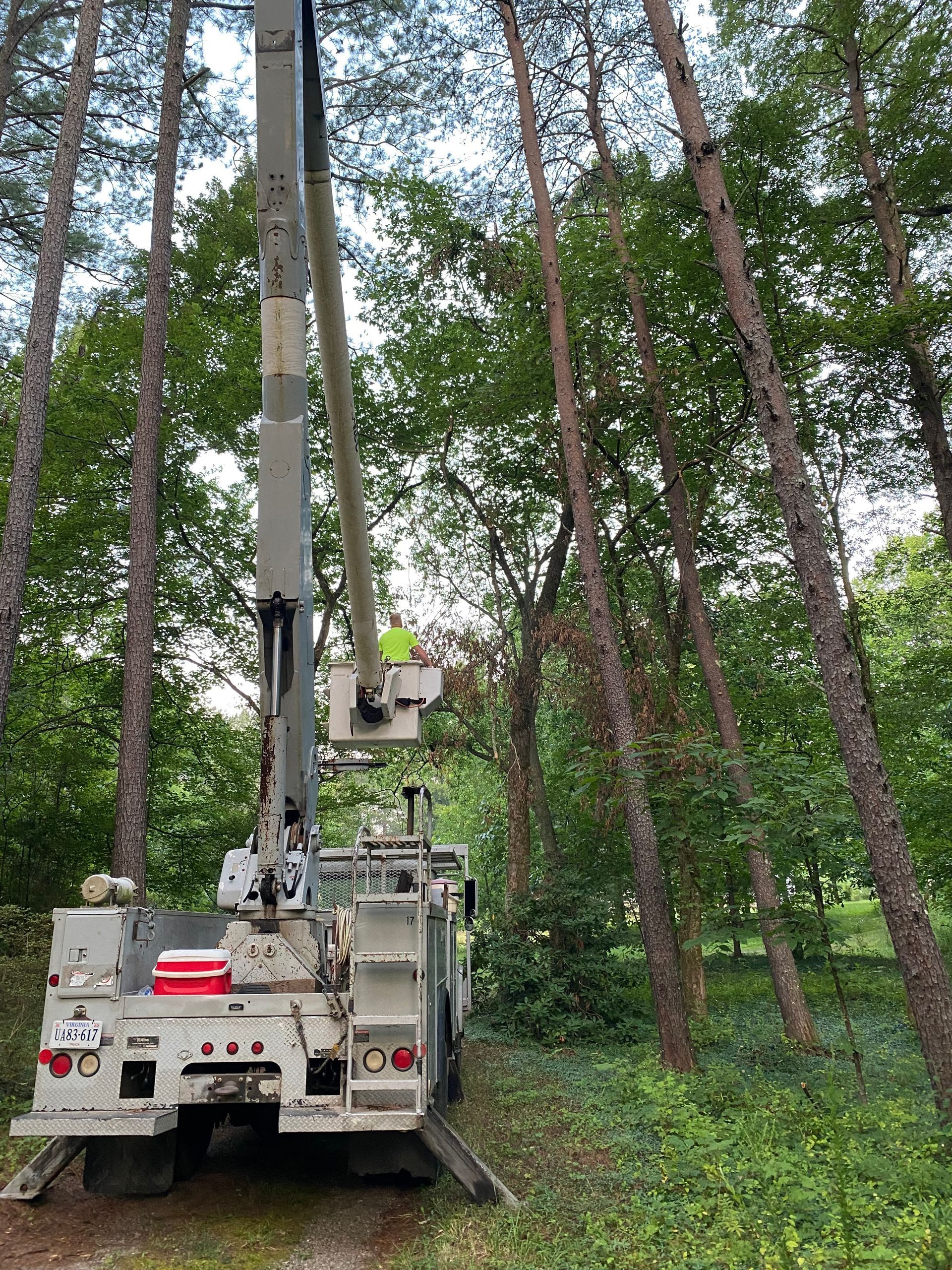 A utility truck with an extended bucket lift operates in a wooded area, with a worker performing tree maintenance above.