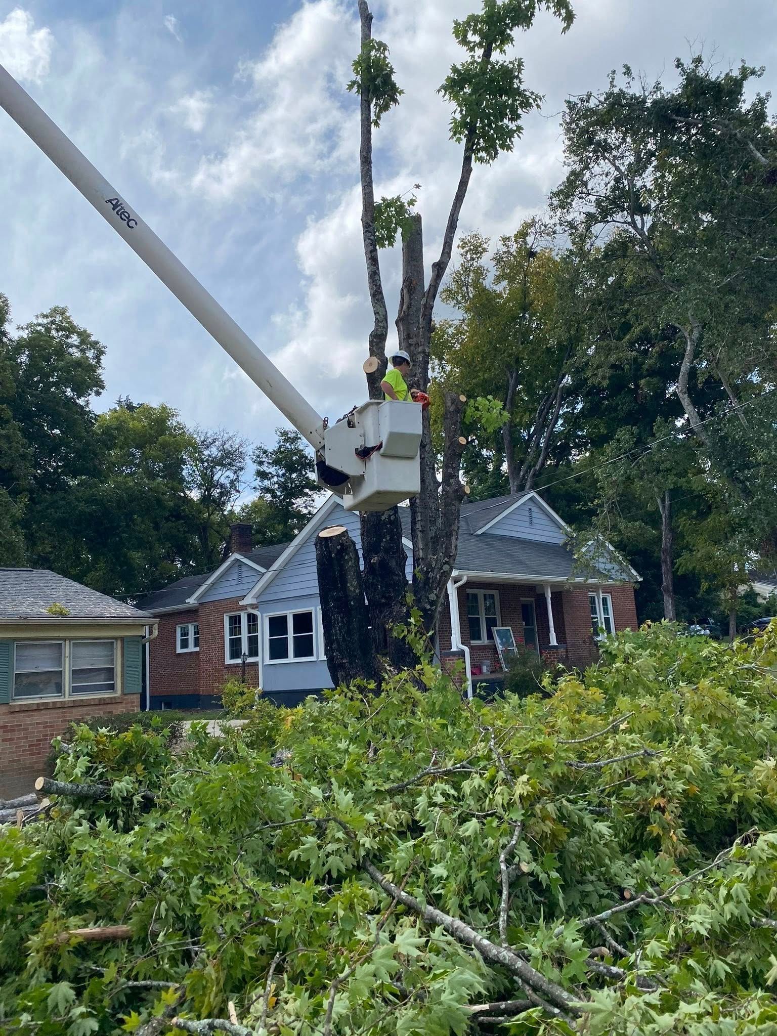 A worker in a bucket truck trims a tall tree in front of a house, with cut branches scattered on the ground.
