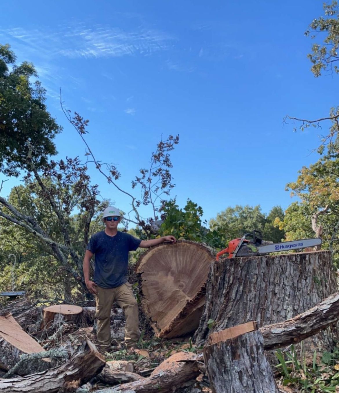 A person wearing a hard hat stands next to a massive, freshly cut tree stump in a sunny, wooded outdoor area.