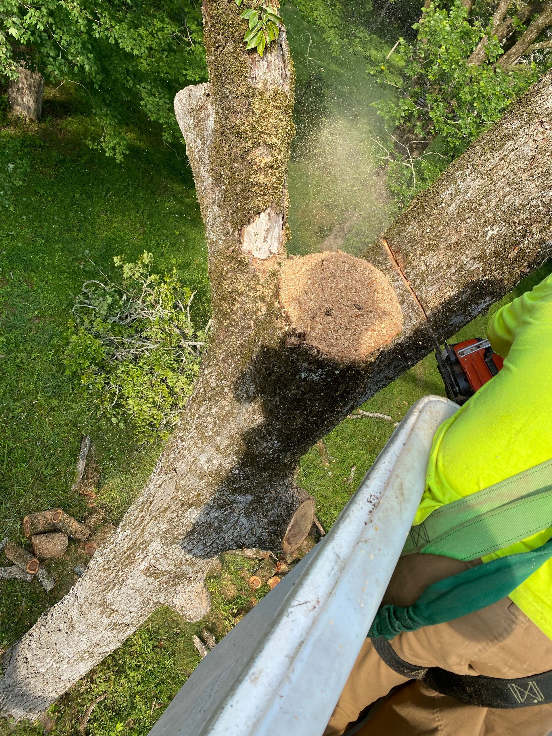 A person wearing high-visibility gear cuts a tree branch with a chainsaw, with wood shavings flying against a green backdrop.