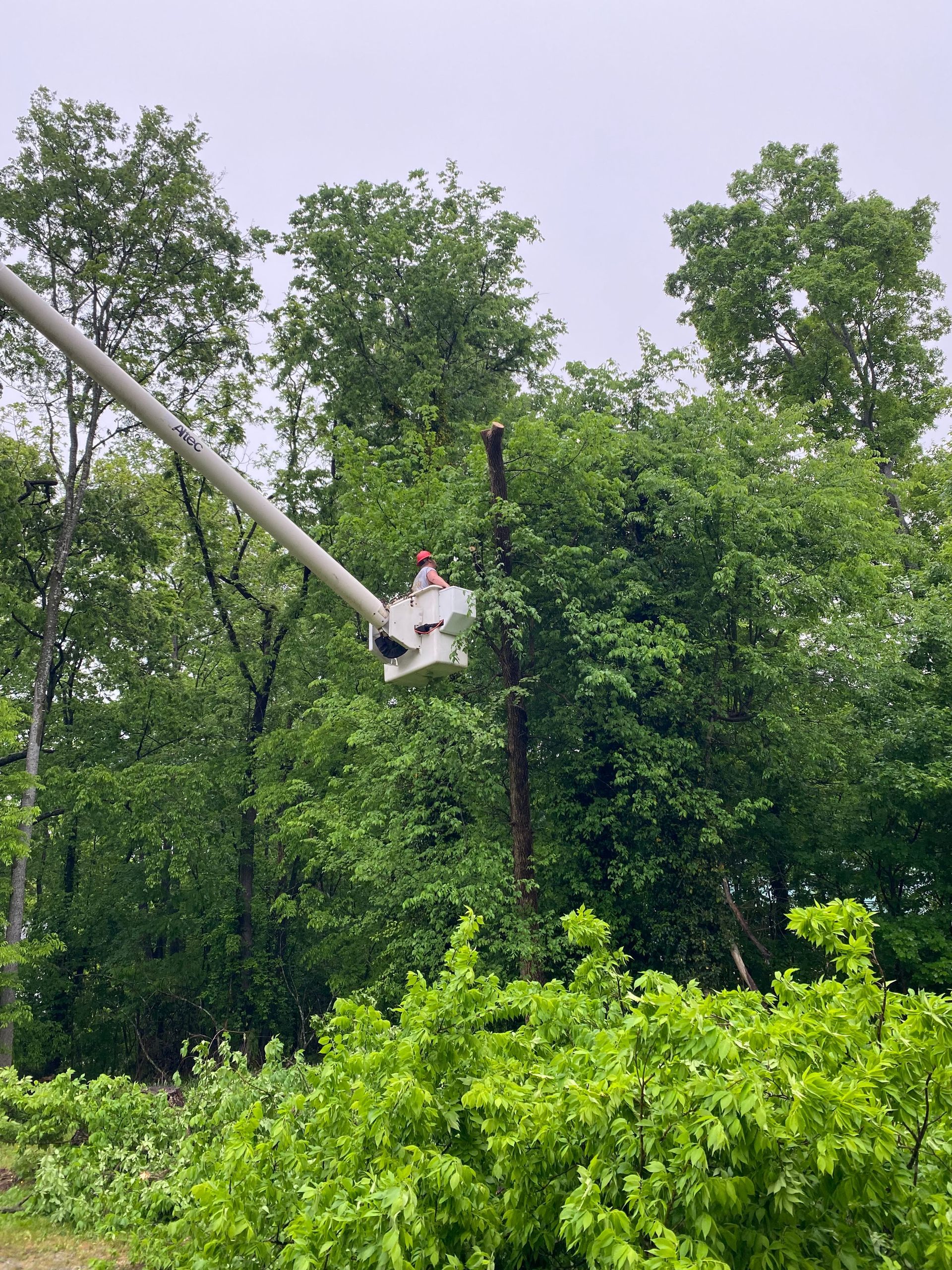 A person in an aerial bucket lift operates equipment to trim trees in a wooded area.