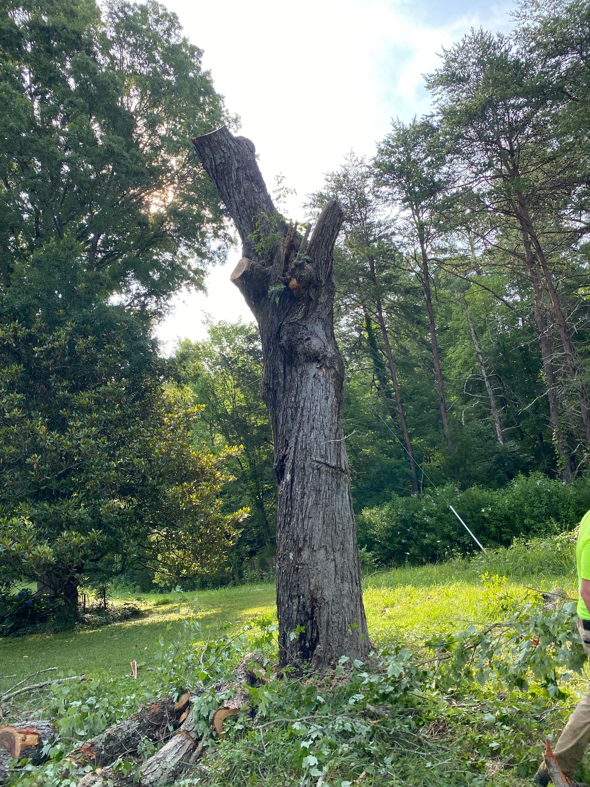 A tall, weathered tree trunk stands in a sunlit clearing, surrounded by scattered debris from recent pruning.