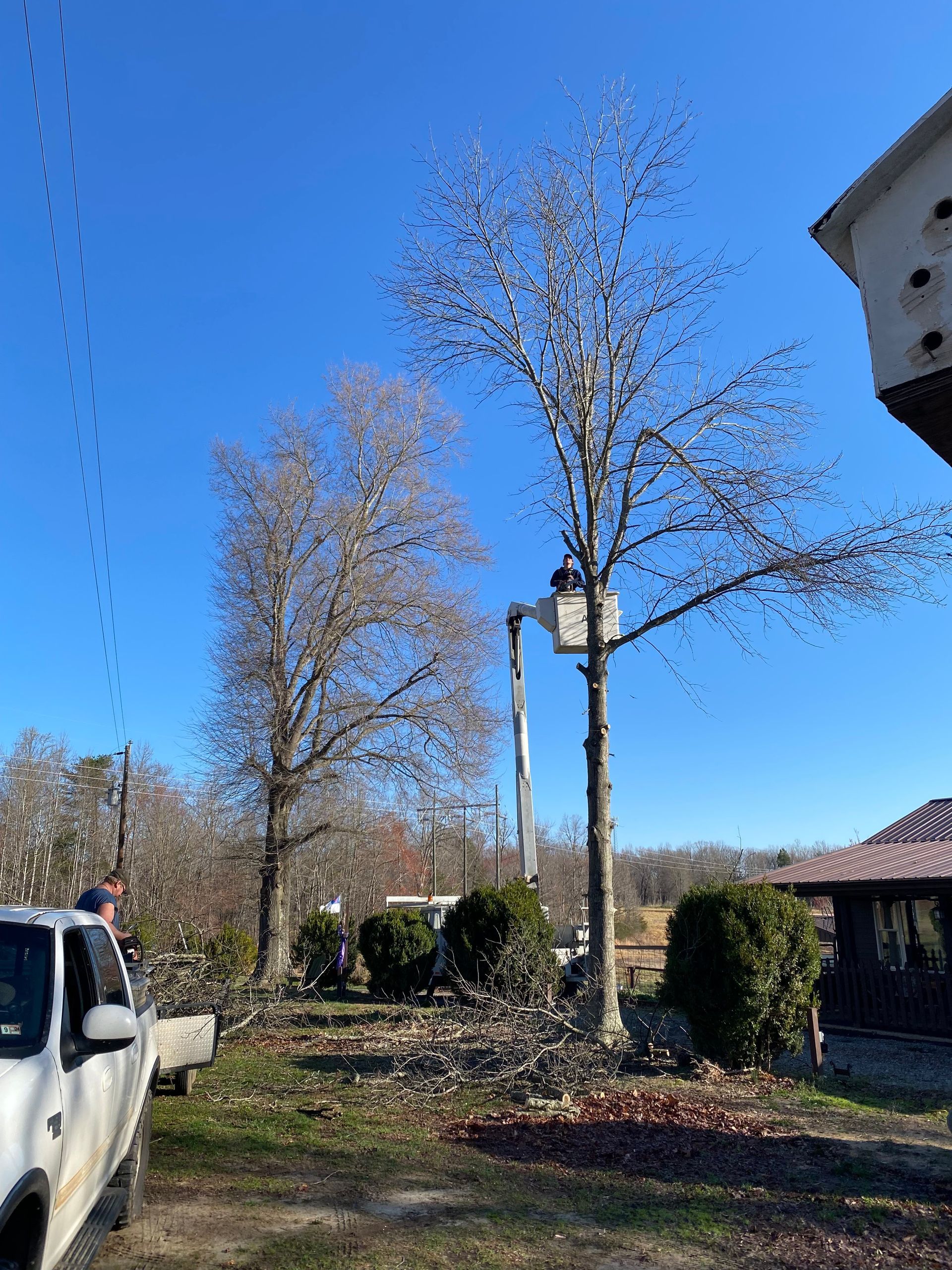 A person in a bucket truck prunes the branches of a tall, leafless tree near a house on a clear, sunny day.