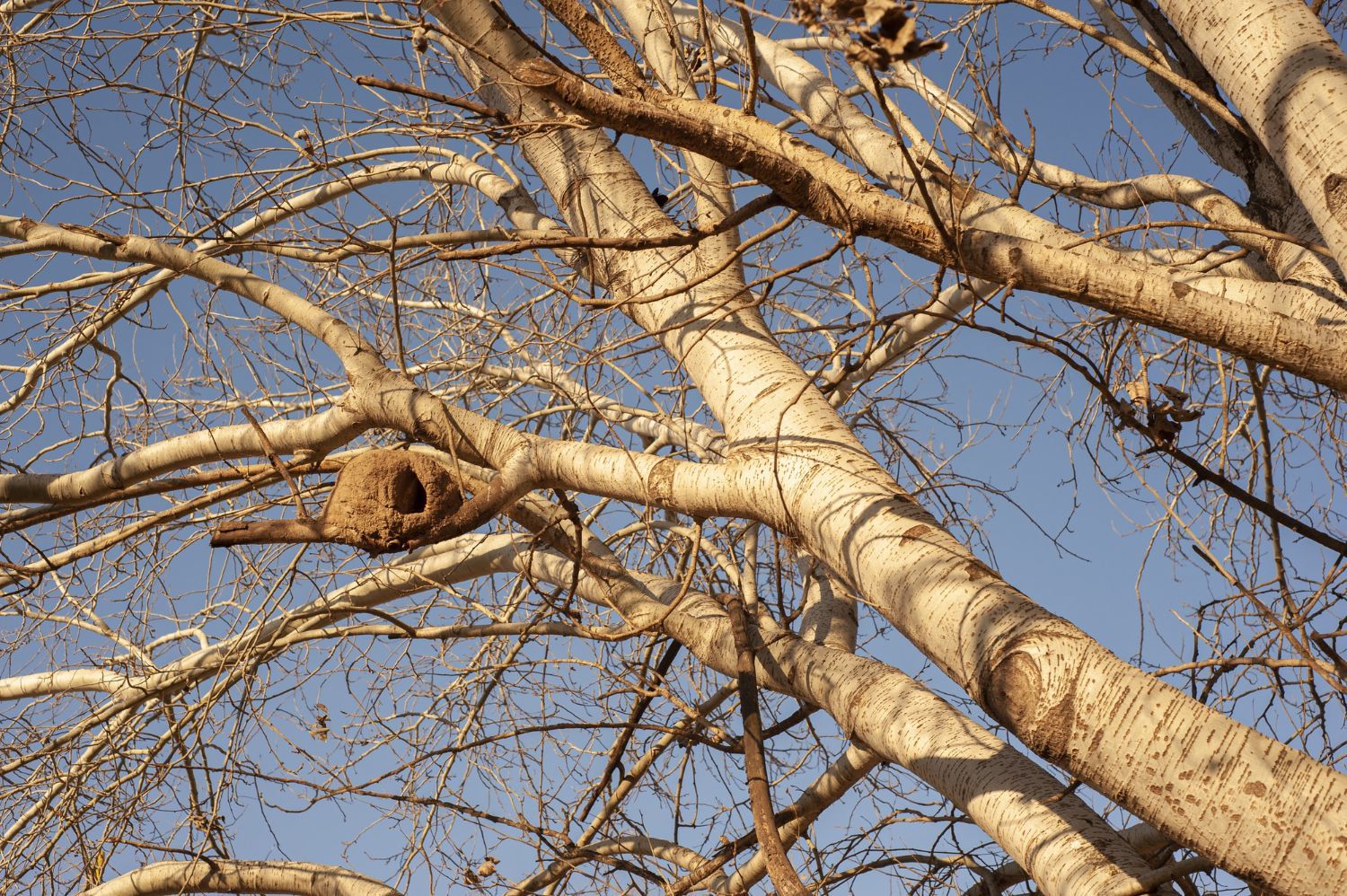 tree branch