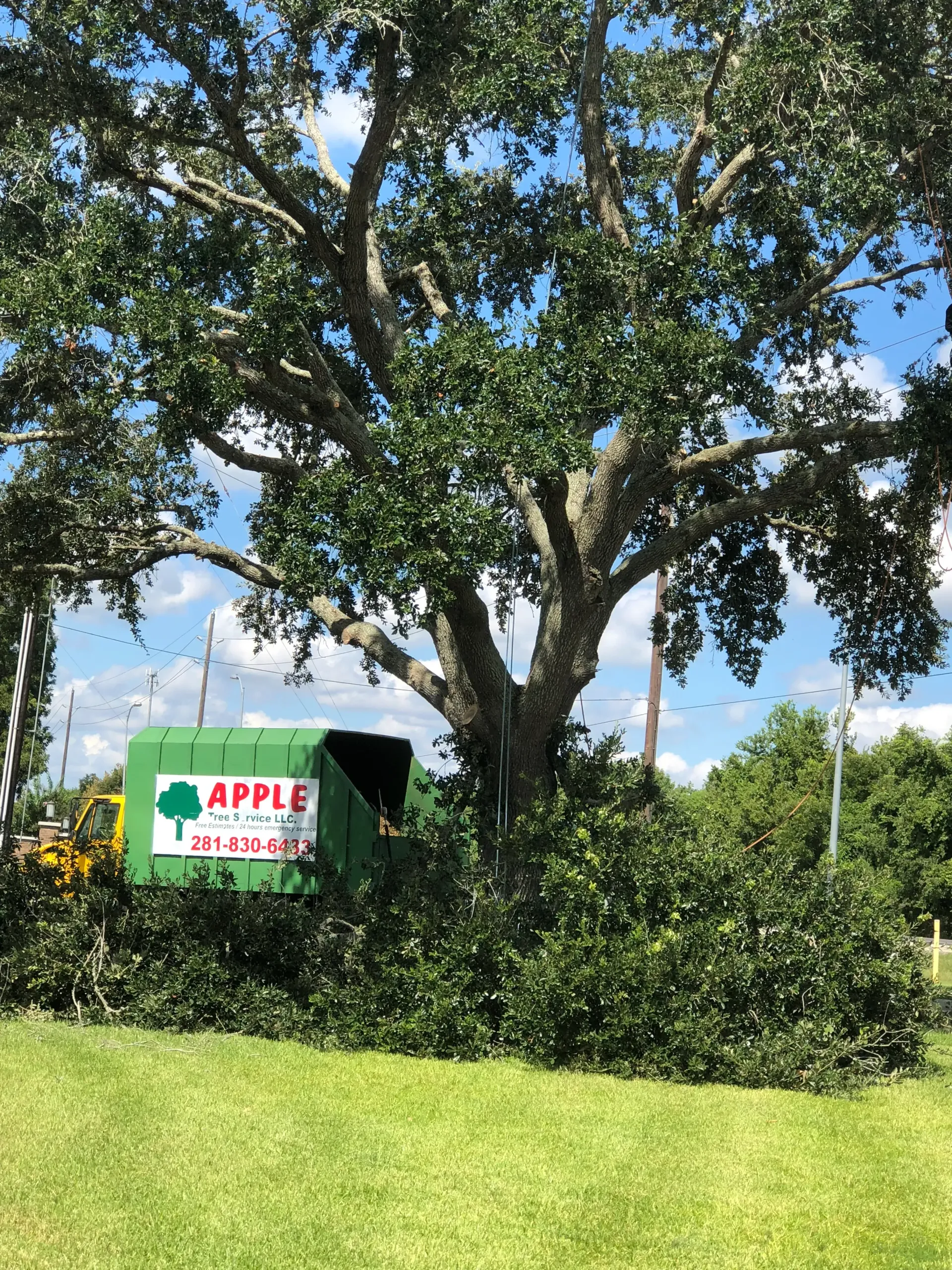 Large tree with a green dumpster next to it. Green grass and blue sky in the background.