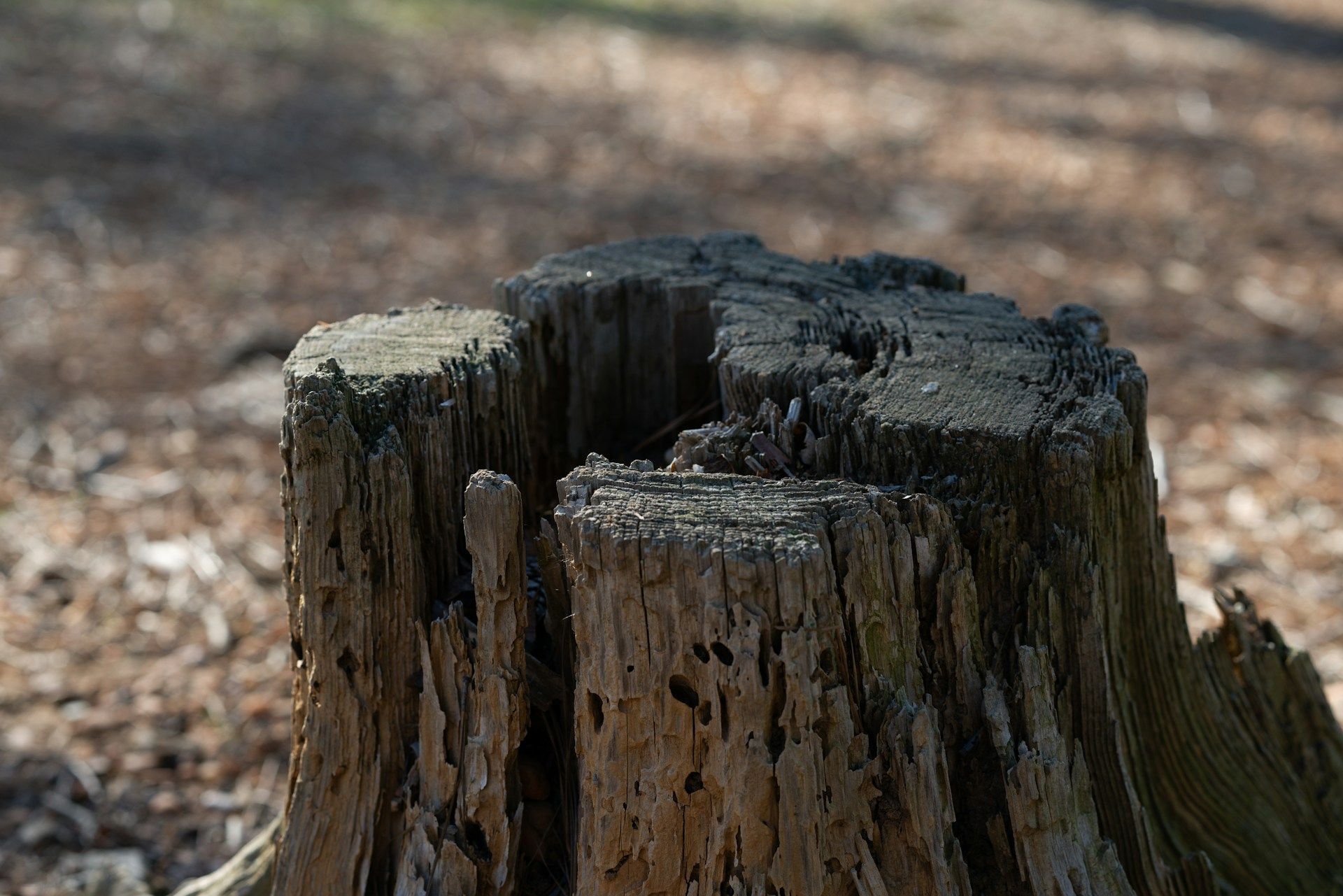 Stump