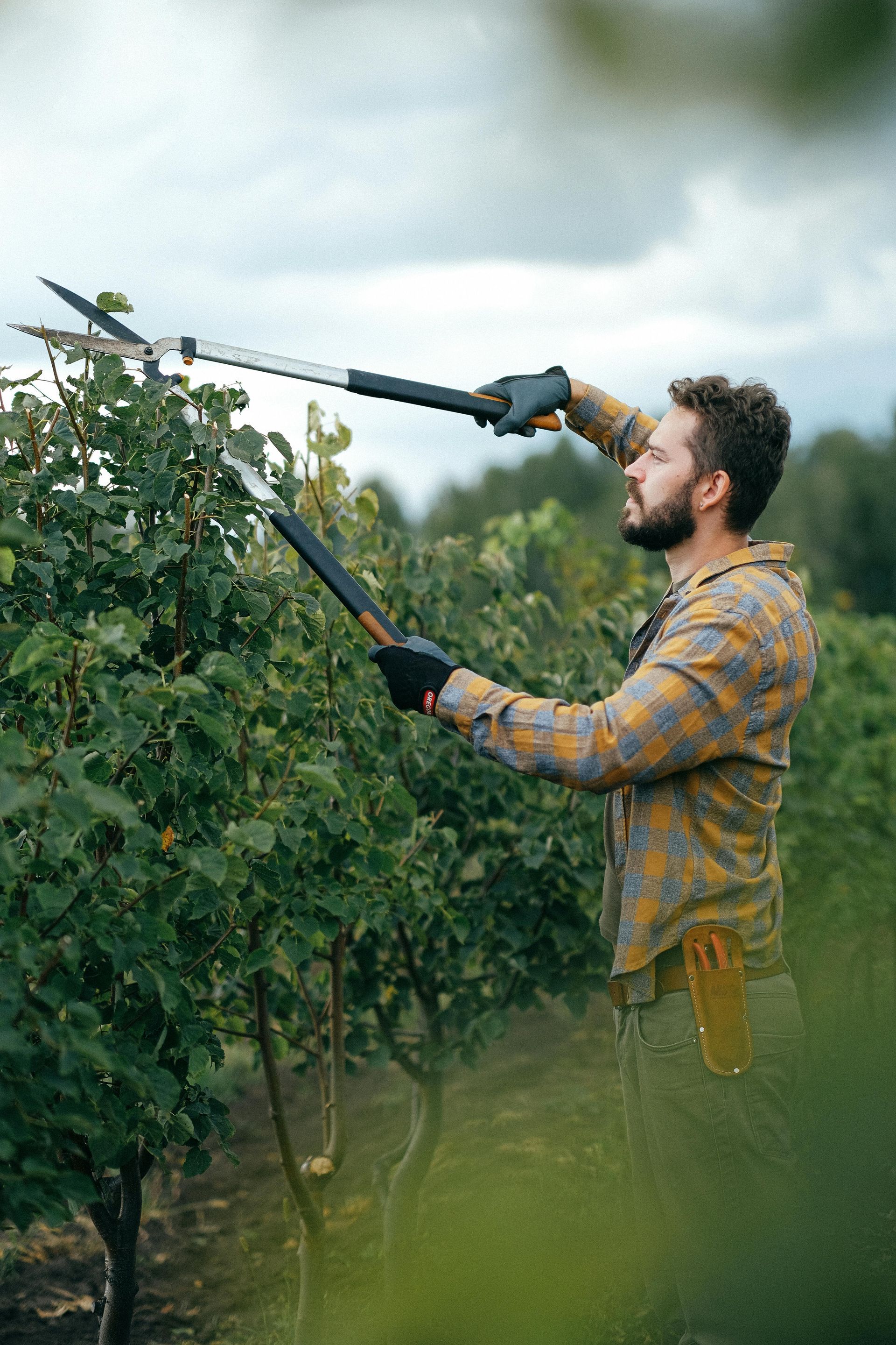 Man pruning a tree with long-handled shears in an orchard, wearing gloves and a plaid shirt.