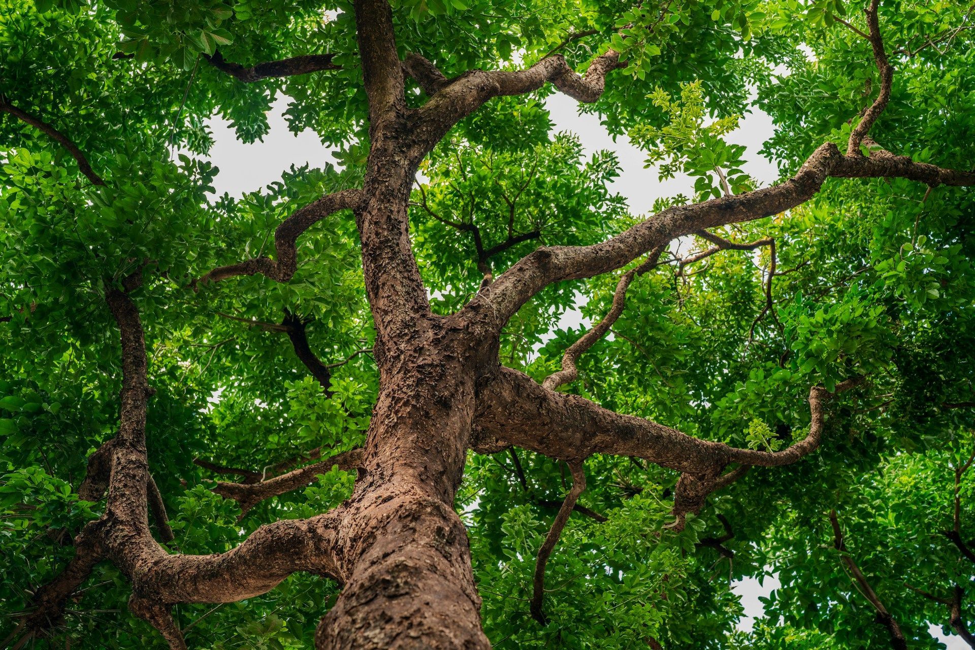 Trees in Katy