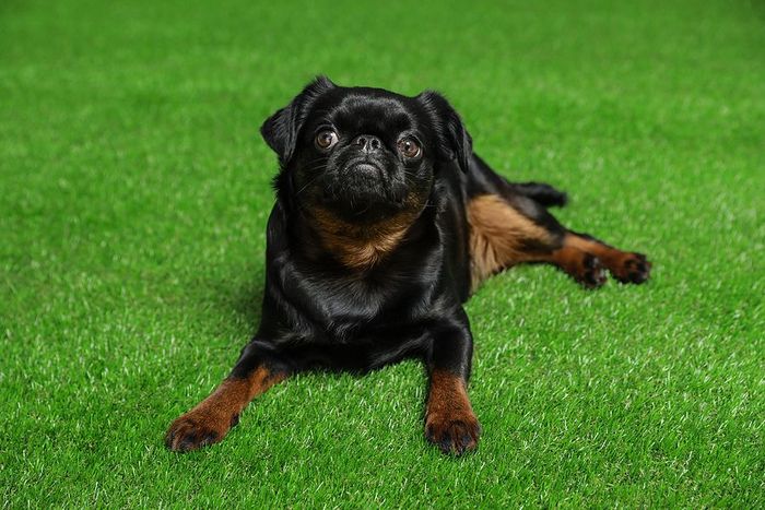A black and brown dog is laying on the grass looking at the camera.