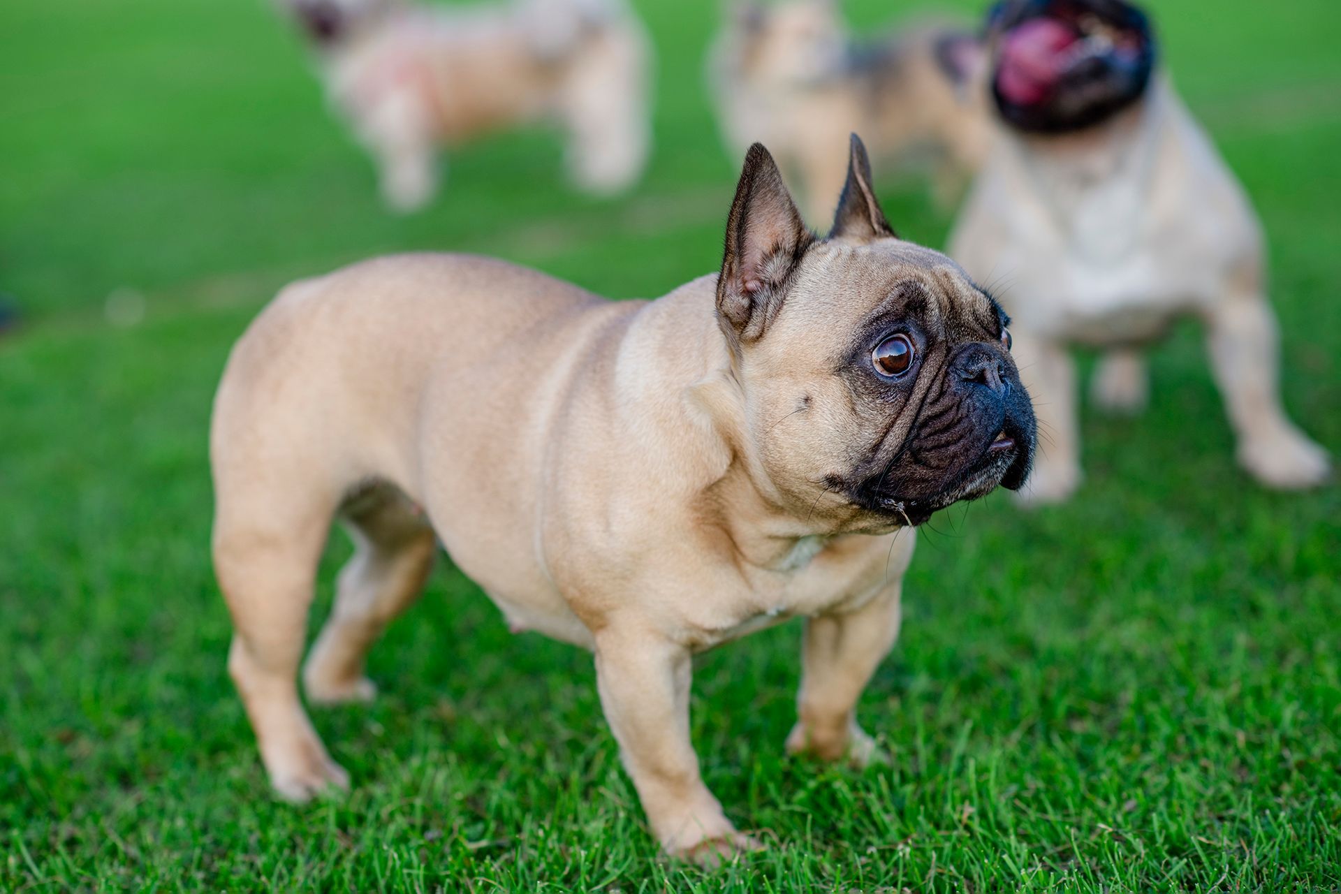 A group of french bulldogs are standing in the grass.