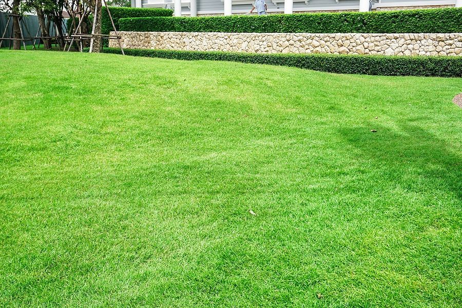 A lush green lawn with a stone wall in the background.