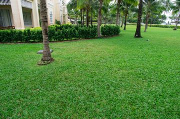 A lush green lawn with trees and bushes in front of a building