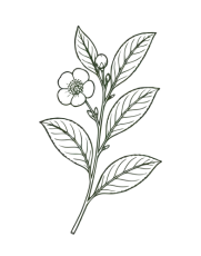 planta Logo Américo Duarte Paixão 04