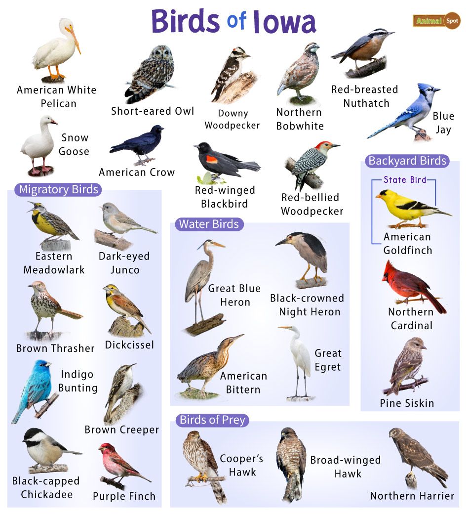 Tree Removal & Stump Grinding: Tree Species That Attract Birds & Benefit Local Wildlife in Cedar Rapids & Iowa City