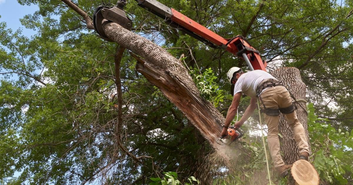 Cedar Rapids & Iowa City Tree Service & Tree Removal Company
