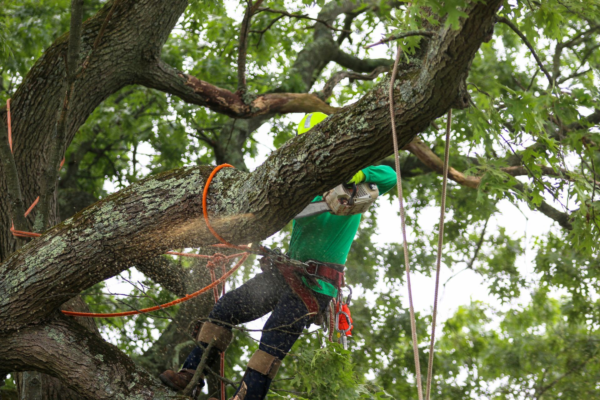 Man Cutting Tall Trees — Marion, IA — Frank’s Tree Service