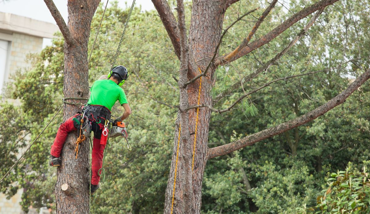 Property Managers’ Tree Service Checklist: