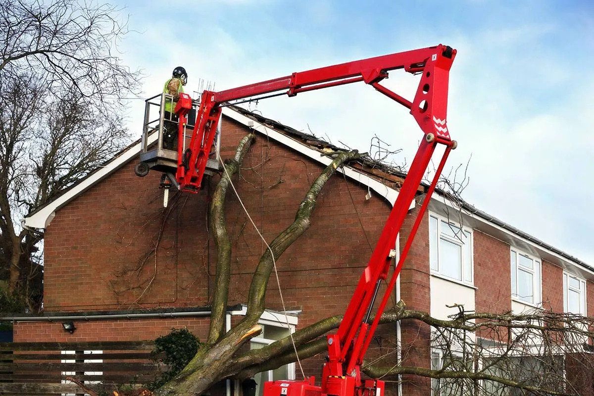 Man Cutting Tree — Marion, IA — Frank’s Tree Service
