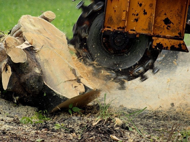 Tree Removal & Stump Grinding: How Much Does Tree Care Cost in Cedar Rapids & Marion IA – Service Benchmarks, Seasons & Pricing Factors
