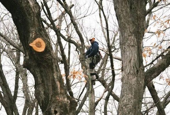 Man At The Top Of Tree — Marion, IA — Frank’s Tree Service Man At The Top Of Tree — Marion, IA — Frank’s Tree Service