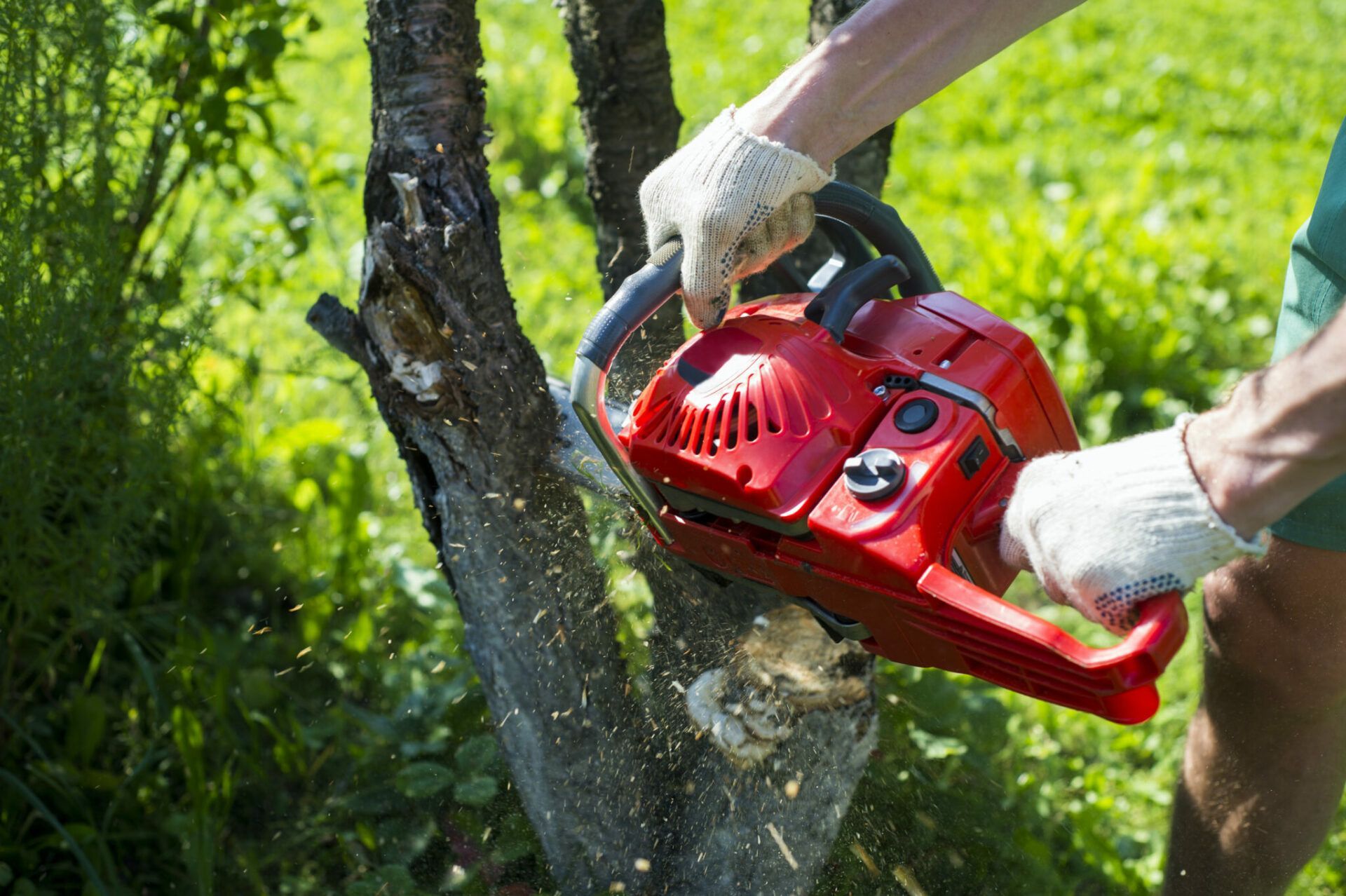 How much is tree removal near me