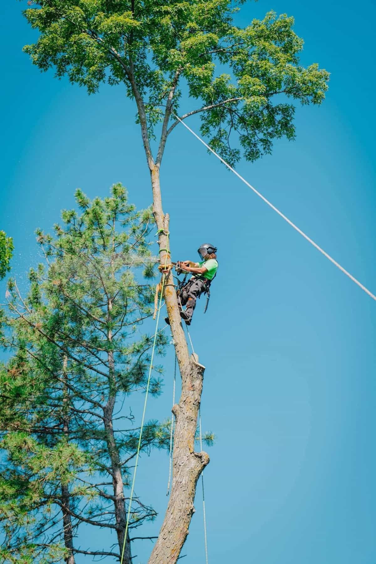 Tree Emergency Removal Services