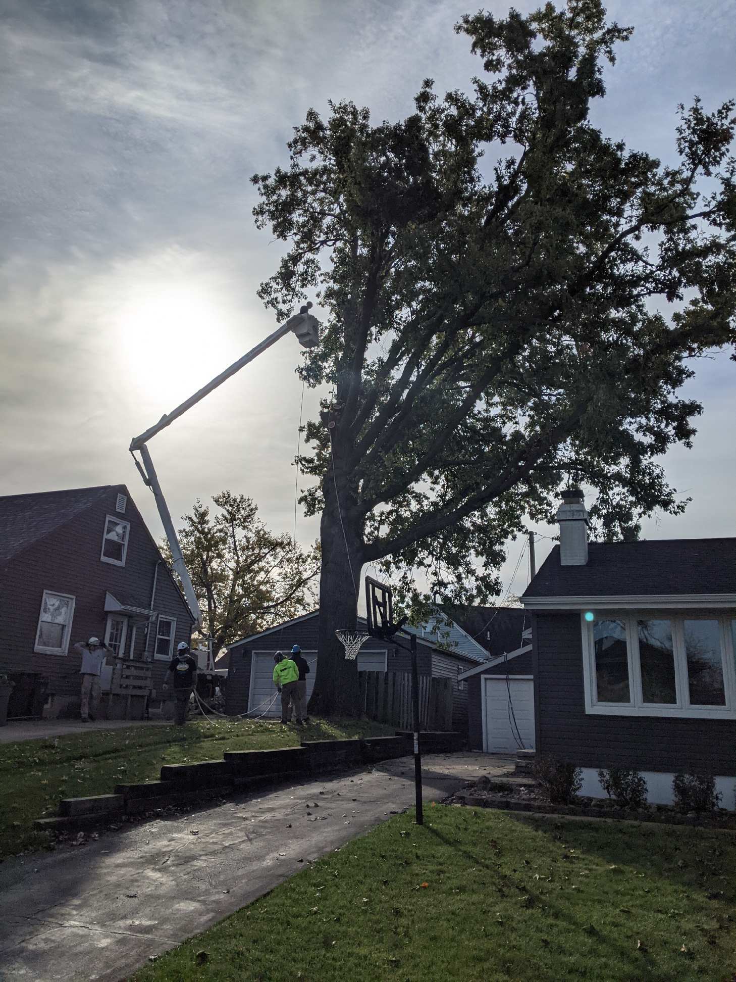 Frank's residential Tree removal Tree Service