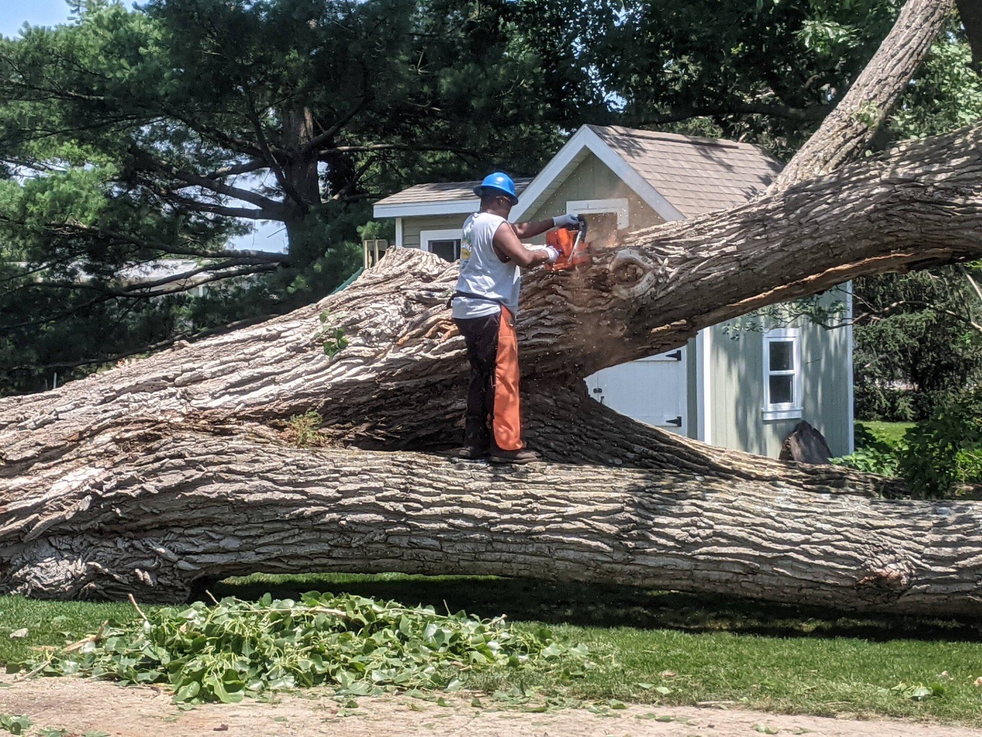 Frank's Tree trimming Tree Service