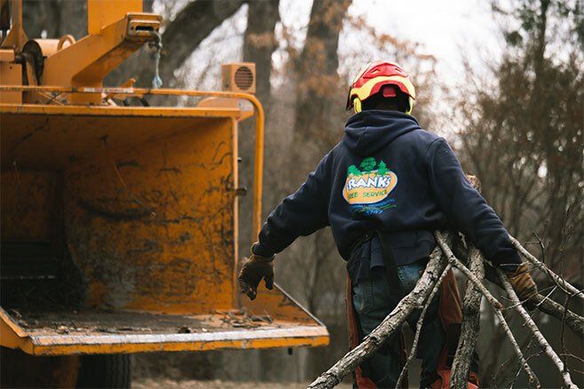 Man Holding Damaged Tree — Marion, IA — Frank’s Tree Service