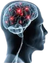 Profilo laterale di una testa umana con un cervello luminoso che mostra punti neurali rossi attivi e un midollo spinale visibile.