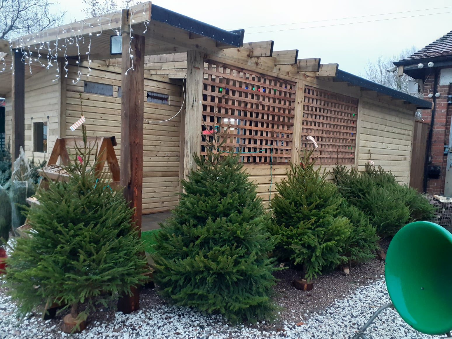 Traditional Real Christmas Trees