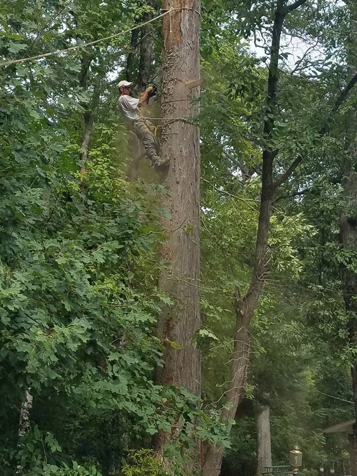 A man is climbing up a tree in the woods.