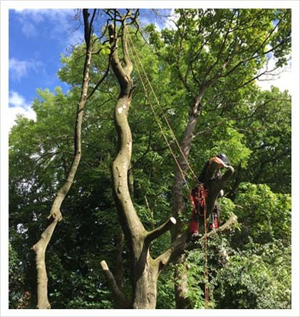Tree Services | Tree Surgeon Northampton 

