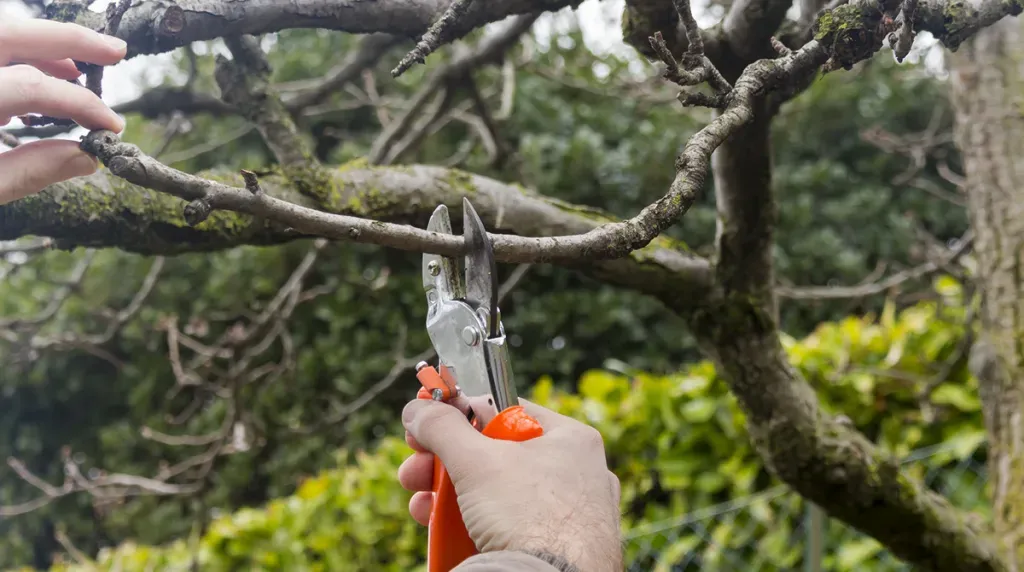 Tree Cutting Northampton | Northants Tree Services