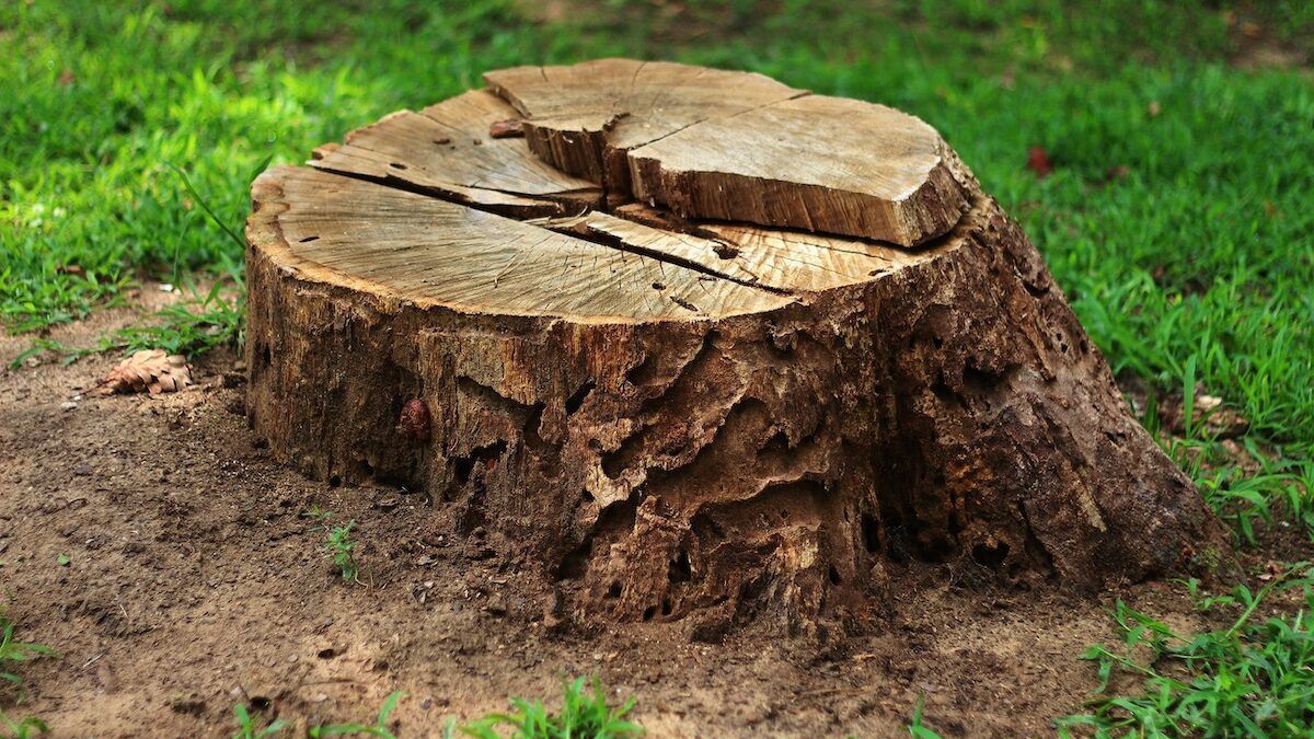 Tree Stump Removal Tree Surgery Northampton