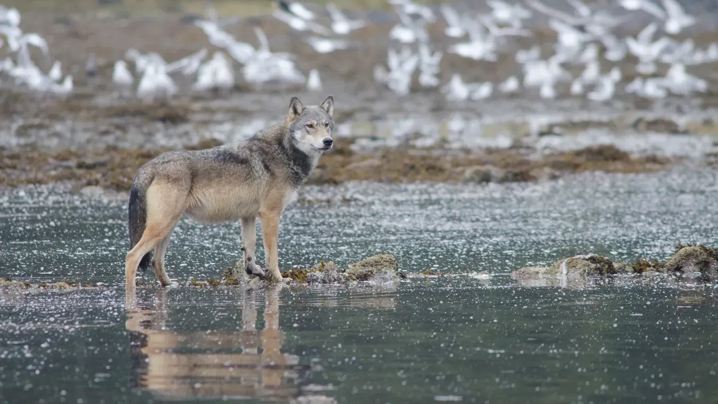 Wolf waiting in shallow water with white birds in the background