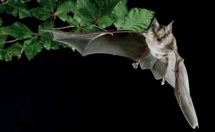 Bat in flight
