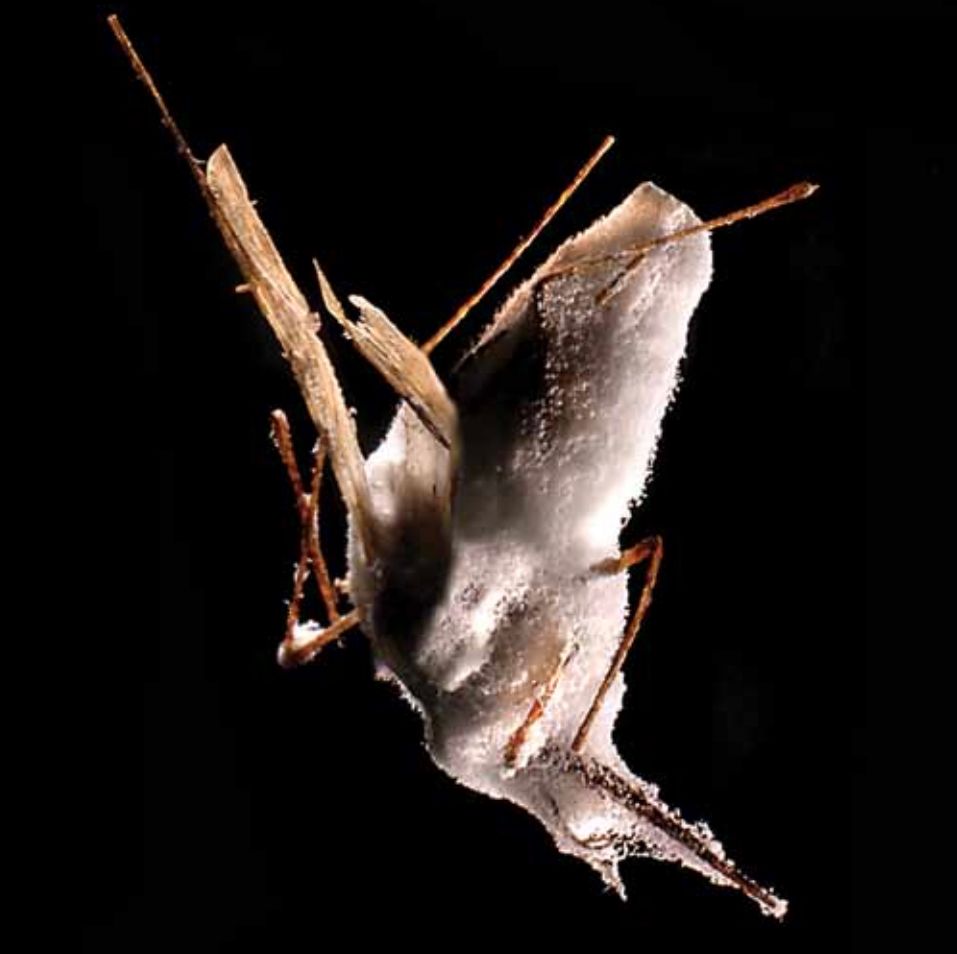 Mosquito covered with killer fungus.