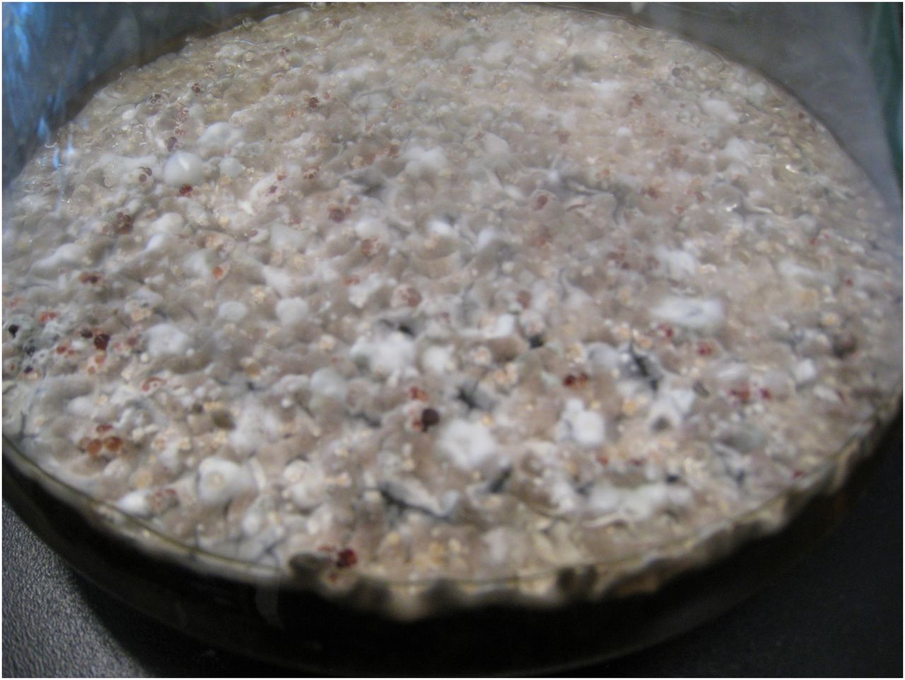A potential antibiotic adjuvant called aspergillomarasmine A comes from Aspergillus fungus.
