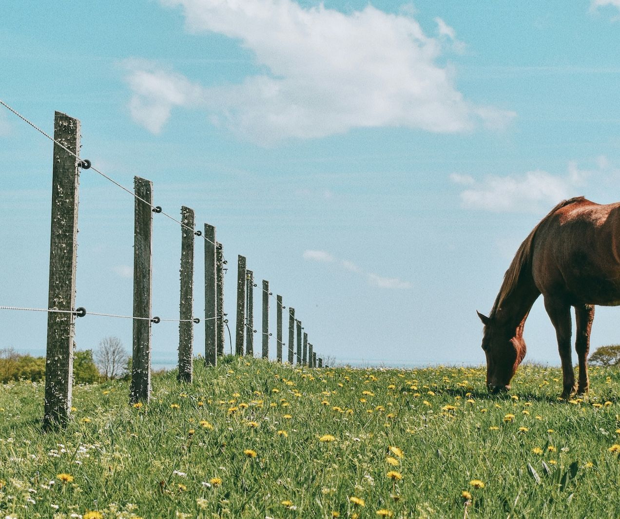 Horse grazing on ranch land