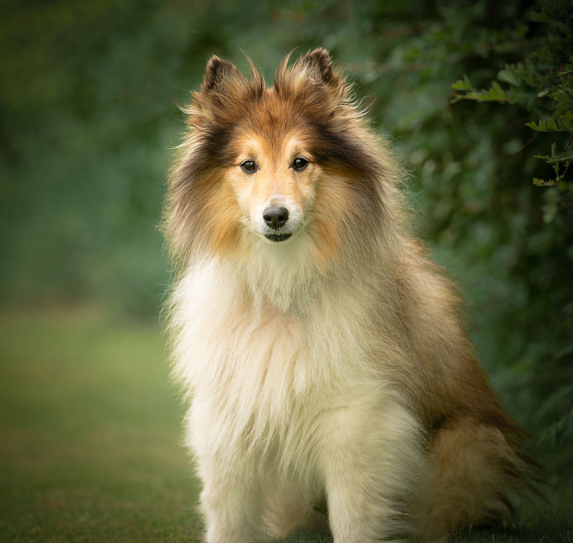pet photos