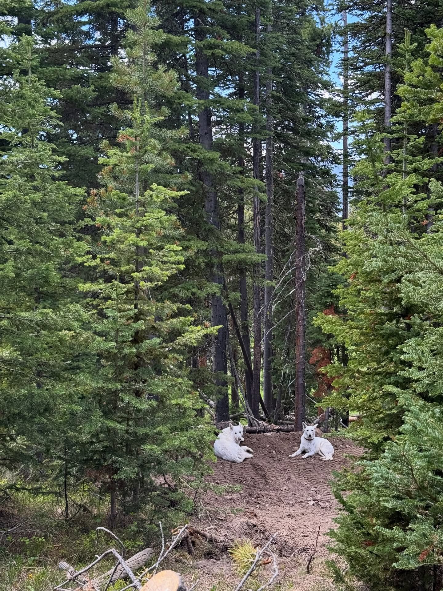 Forest trail with tall evergreen trees and patches of snow on the ground