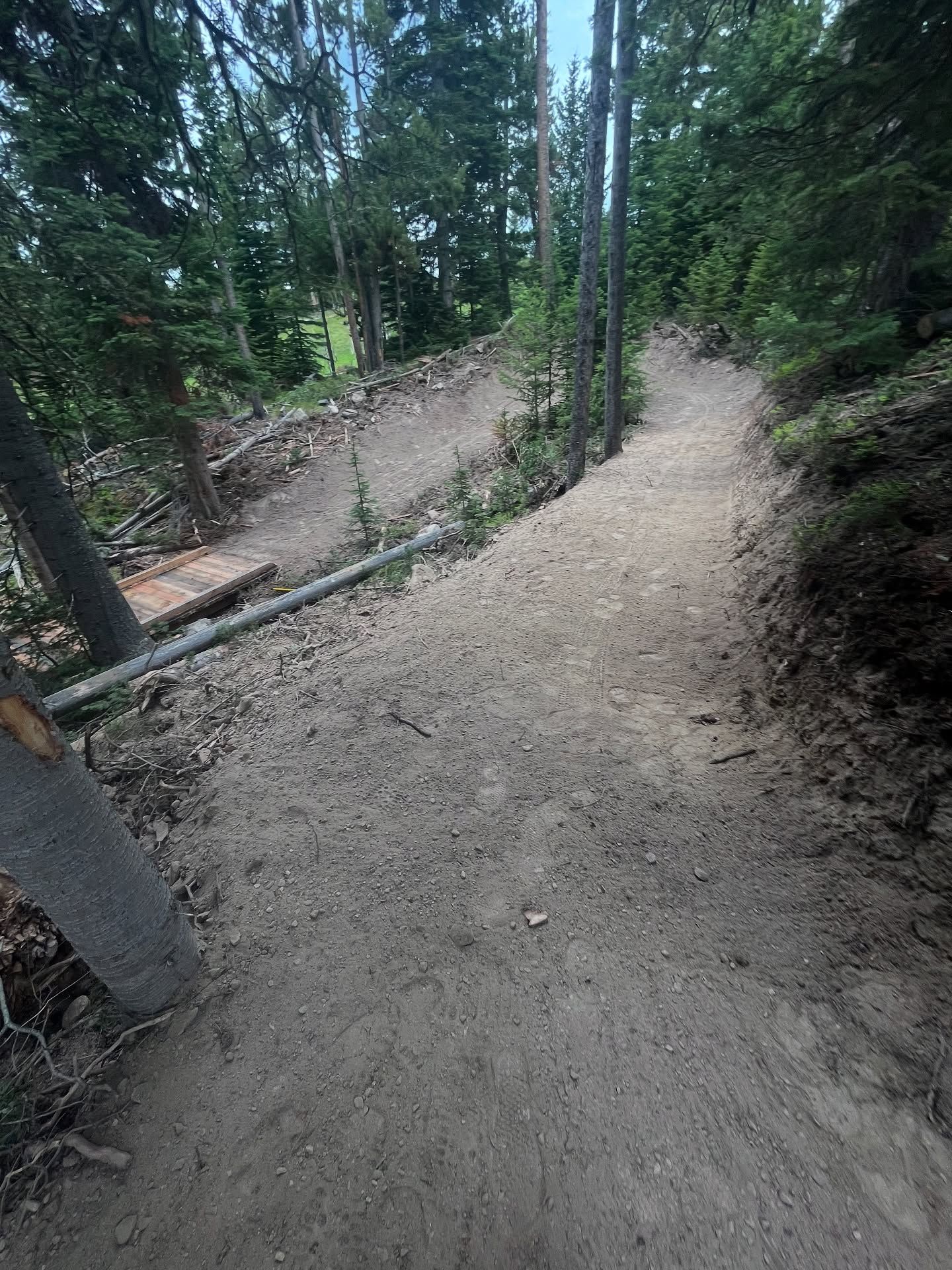 Wooded dirt trail splitting into two paths, with trees and a steep bank on the right