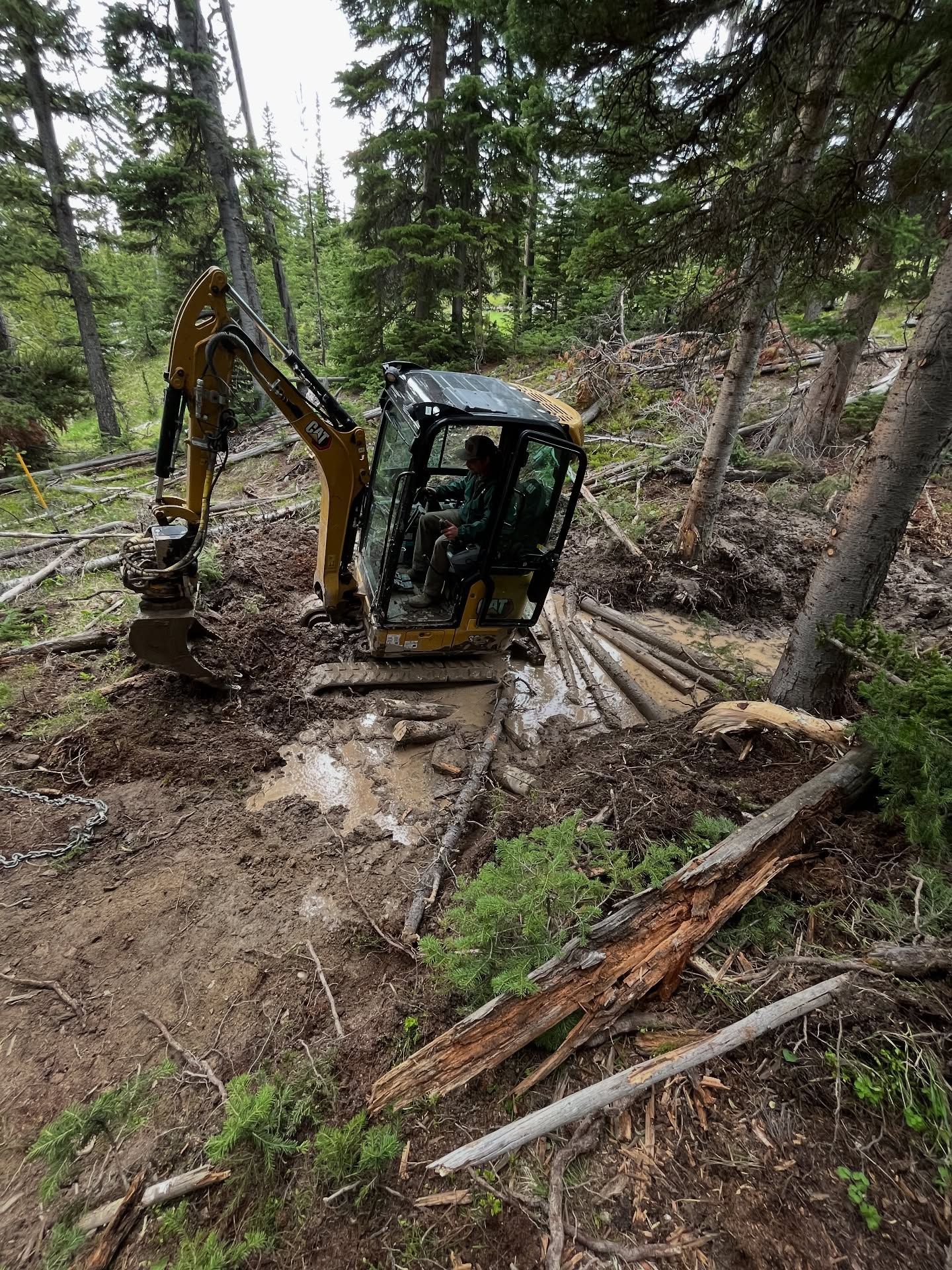 Yellow excavator on a muddy forest slope, clearing logs among tall pine trees.