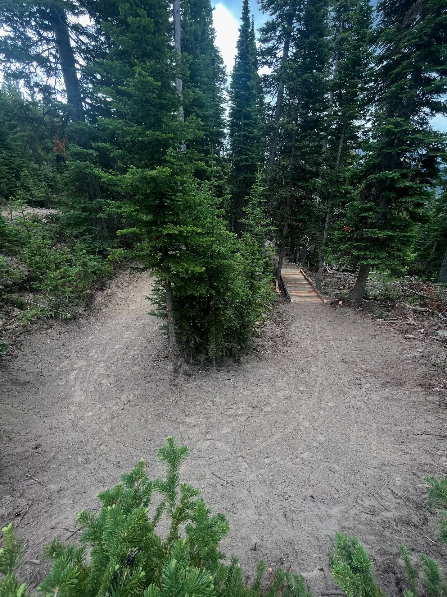 Gravel clearing in a forest with tall evergreen trees and a small central sapling.
